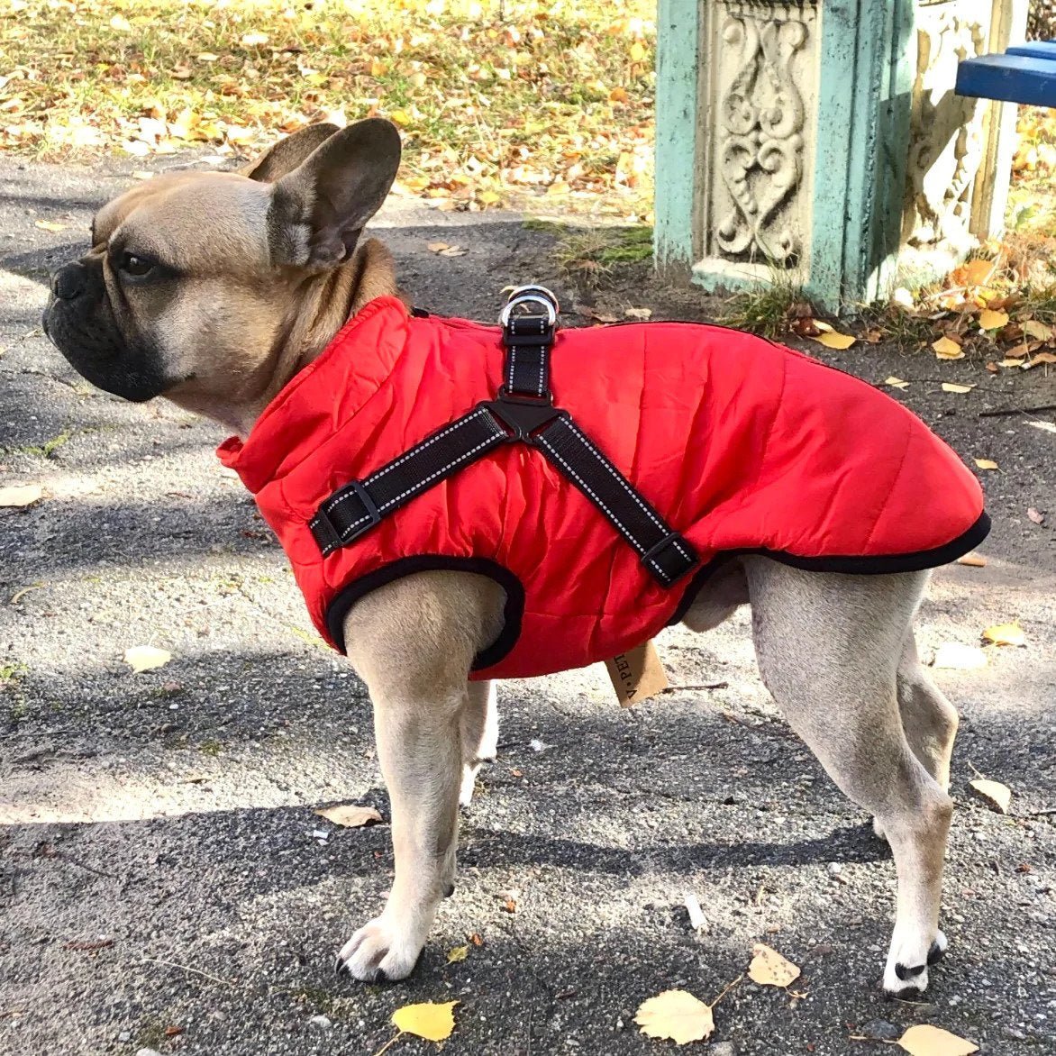 🐕‍🦺【50% popust】Jesenska in zimska smučarska oblačila za hišne ljubljenčke, nepremočljiva in topla bombažna jakna za pse