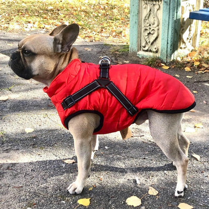 🐕‍🦺【50% popust】Jesenska in zimska smučarska oblačila za hišne ljubljenčke, nepremočljiva in topla bombažna jakna za pse