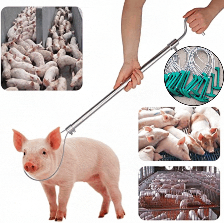 🐷👨‍🌾El precio más bajo por tiempo limitado! 🐖 Collares para cerdos, collares de metal para cerdos, collares de cuerda para cerdos y fijadores.